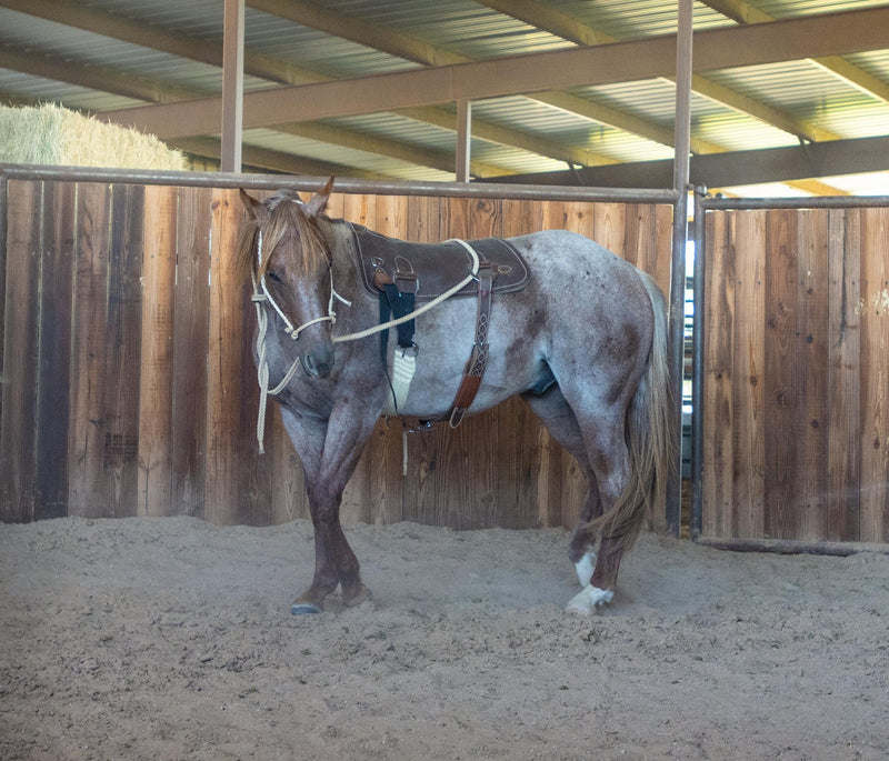 Load image into Gallery viewer, Martin Saddlery Colt Starting Training Pad

