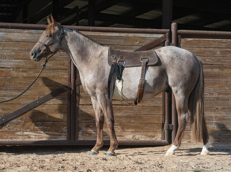 Load image into Gallery viewer, Martin Saddlery Colt Starting Training Pad

