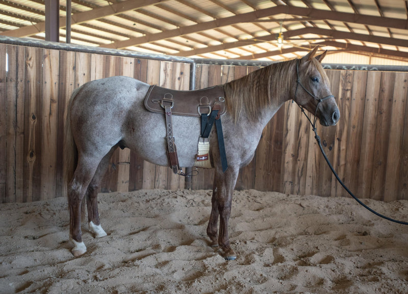 Load image into Gallery viewer, Martin Saddlery Colt Starting Training Pad
