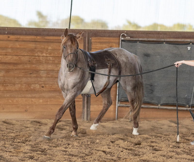 Load image into Gallery viewer, Martin Saddlery Colt Starting Training Pad
