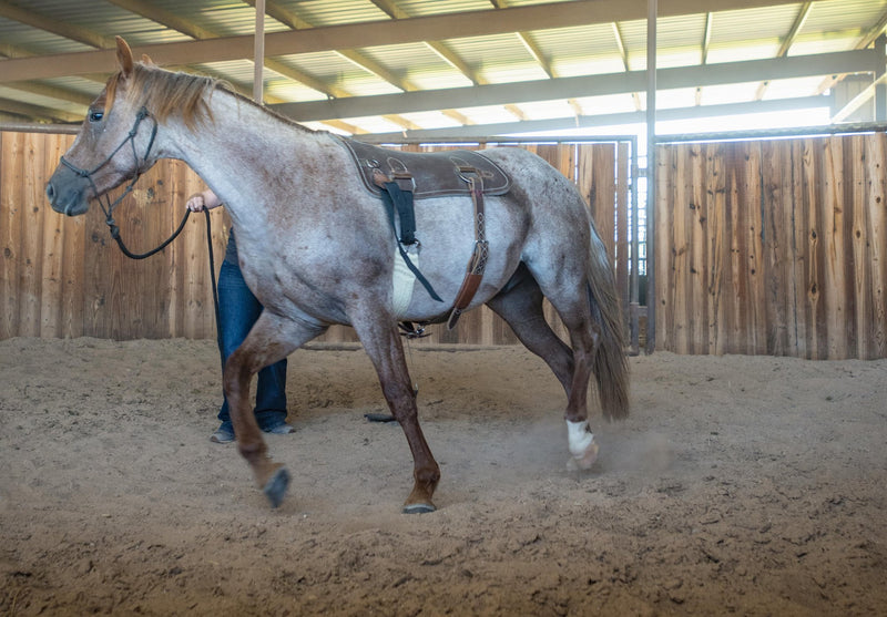 Load image into Gallery viewer, Martin Saddlery Colt Starting Training Pad
