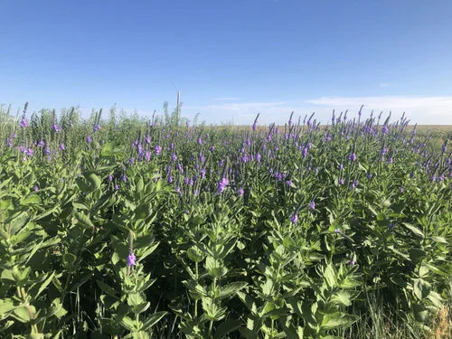 Load image into Gallery viewer, Laka Herb Farm Lavender, Verbena, Anise Hyssop Salve
